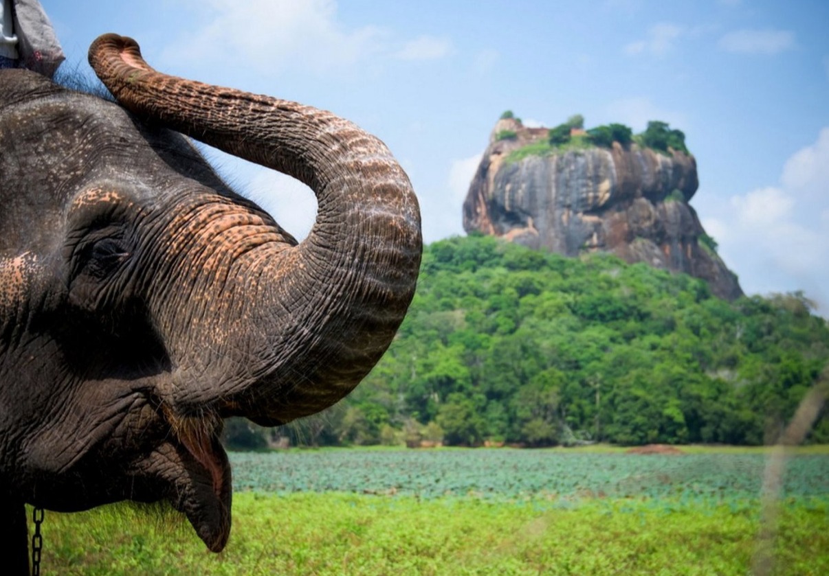 фотографии Самый сочный и яркий тур! Летим на Шри-Ланку в середине лета на 8 дней! 