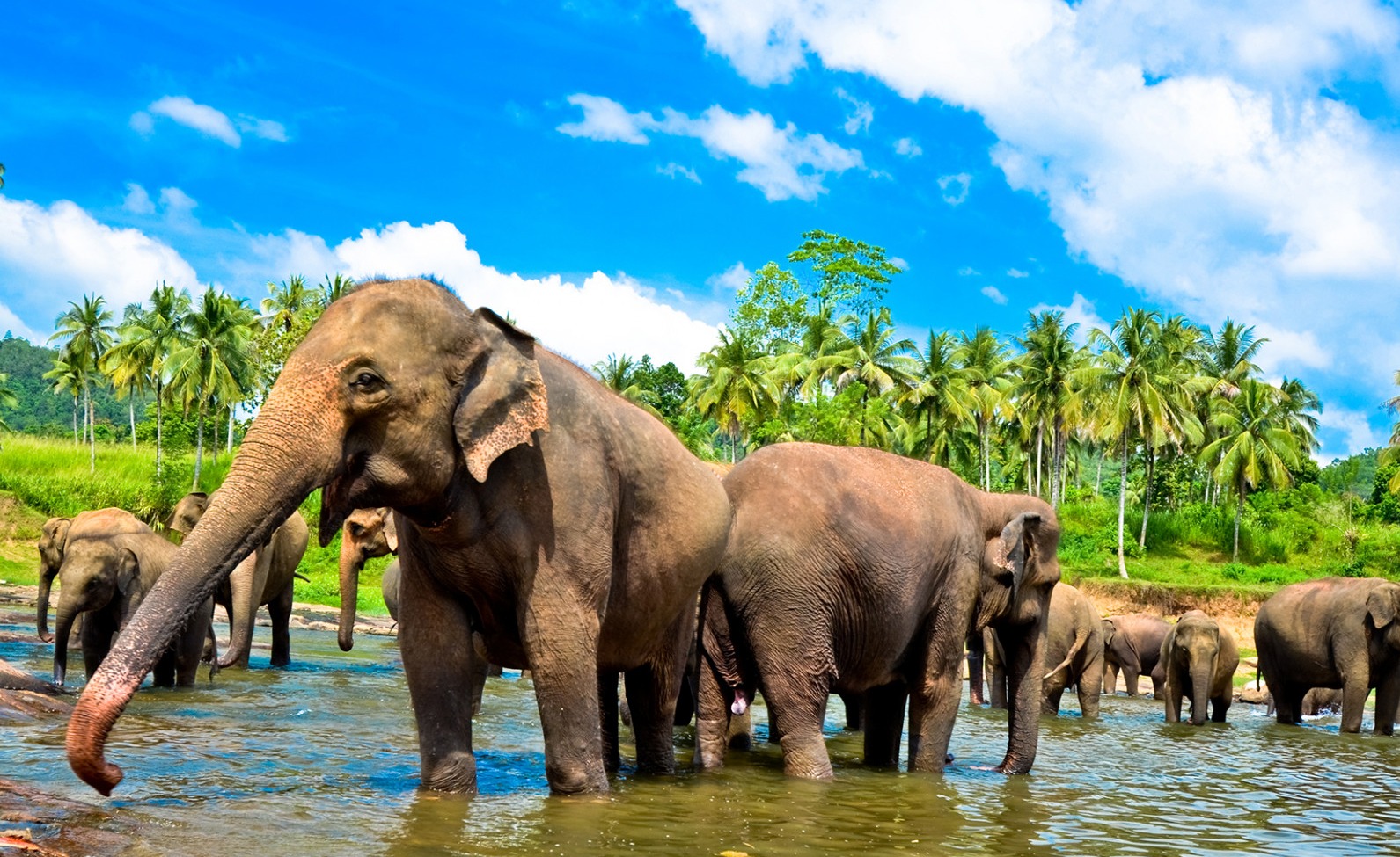 фото 11 дней экзотического рая на Шри-Ланке! Шикарная цена на отдых в мае!