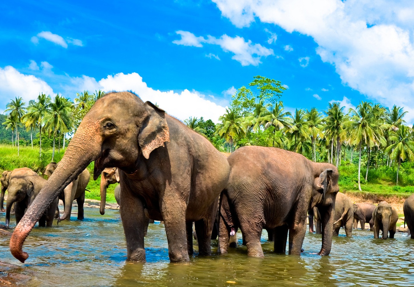 фотографии Затерянный остров Шри-Ланка ждет в июне! Летим на 12 дней со скидкой! 